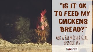 Ask a Farm(ish) Girl #3: Is it okay to feed my chickens bread?