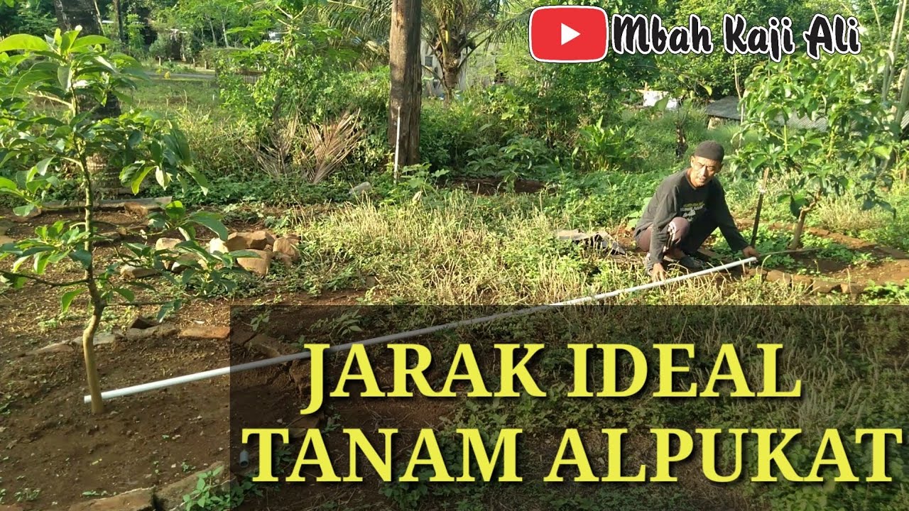 CARA MENENTUKAN JARAK IDEAL TANAM ALPUKAT