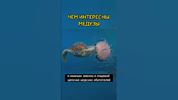 ЧЕМ ИНТЕРЕСНЫ МЕДУЗЫ