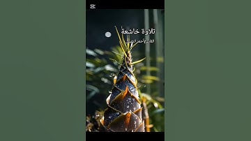 تلاوه #قران كريم#اكسبلور.. اجر لي ولكم..