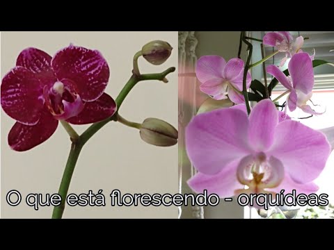 O que está florescendo em FEVEREIRO (orquídeas) - thptnganamst.edu.vn
