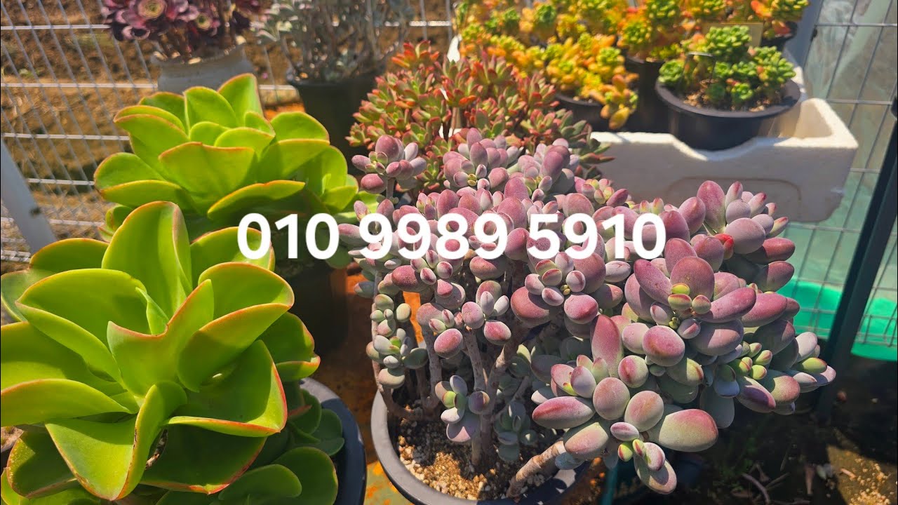 노숙복랑이 색감이 절정기입니다 ~!!#대품상학/핑크플로라/수연/아놀드/핑크마녀철화/쥬피터/원종복랑금/아르제 등등