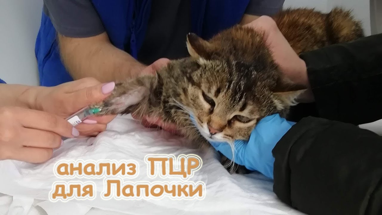 Ока анализ для кошек