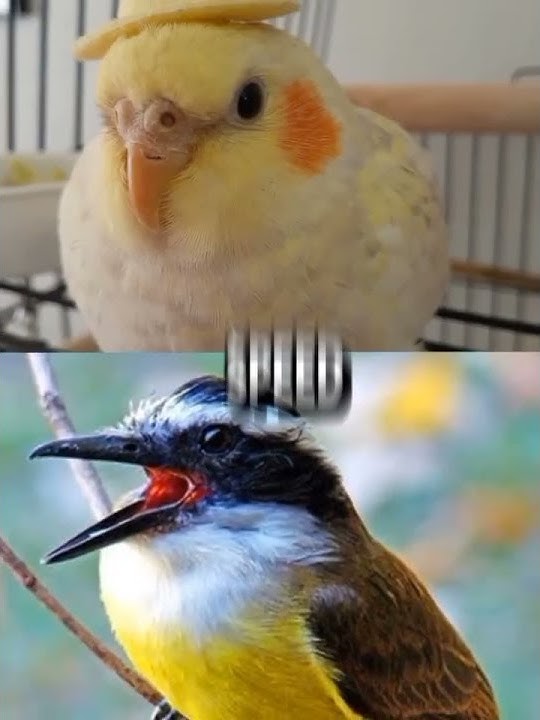 BEM-TE-VI vs CALOPSITA