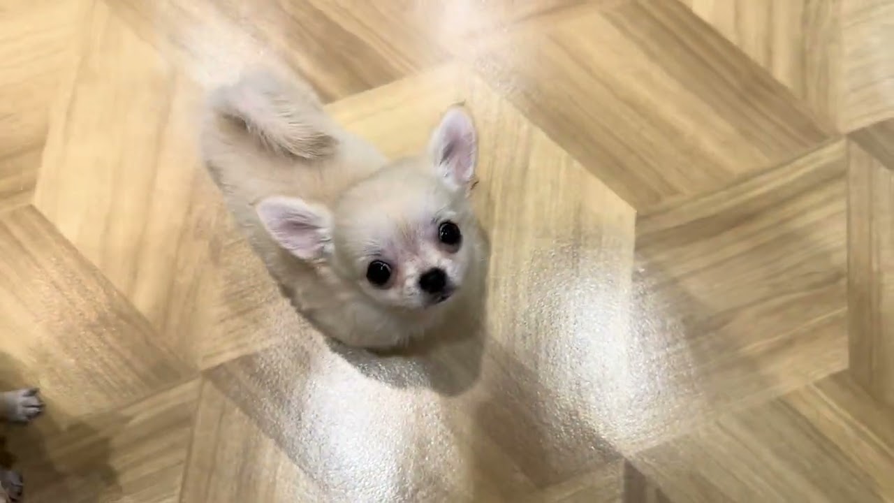 No62488 チワワ - YouTube