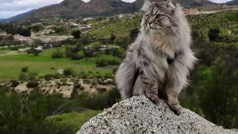 Raising an Adventure Cat: How to Harness Train Your Cat