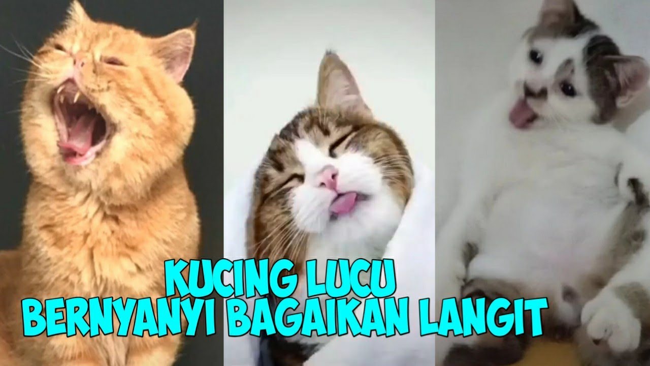  Kucing  Lucu  dan Bernyanyi  lagu Bagaikan langit YouTube