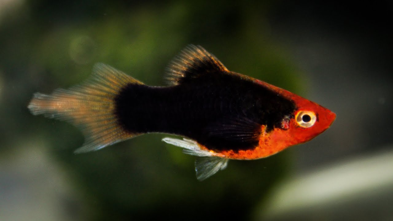 Red Tuxedo Plumetail Platy (Top Quality) ᴴᴰ - YouTube