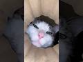猫に食べられたい人向け動画 #fypシ #sehar #cat #asmr