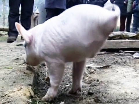 Video: In China, There Is A Pig That Can Walk On Two Legs - Alternative View