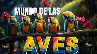 Mundo De Las Aves Explicadas Para Niños | Videos Educativos Para Niños