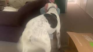 Husky Mastiff mix plays hide and seek