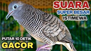 Perkutut Lokal Gacor Suara Kung Besar Pancingan Burung Perkutut Agar Bunyi.