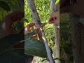 Should you graft avocado 🥑 trees during the winter ? #garden#gardening#gardeningtips#gardenscapes