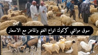 سوق المواشي في العراق محافظة كركوك الوكفة الخاصة بالغنم والماعز!!
