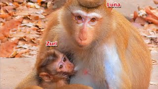 Beautiful moment.! Pregnant Luna breastfeeding milk to Zuri looks very lovely