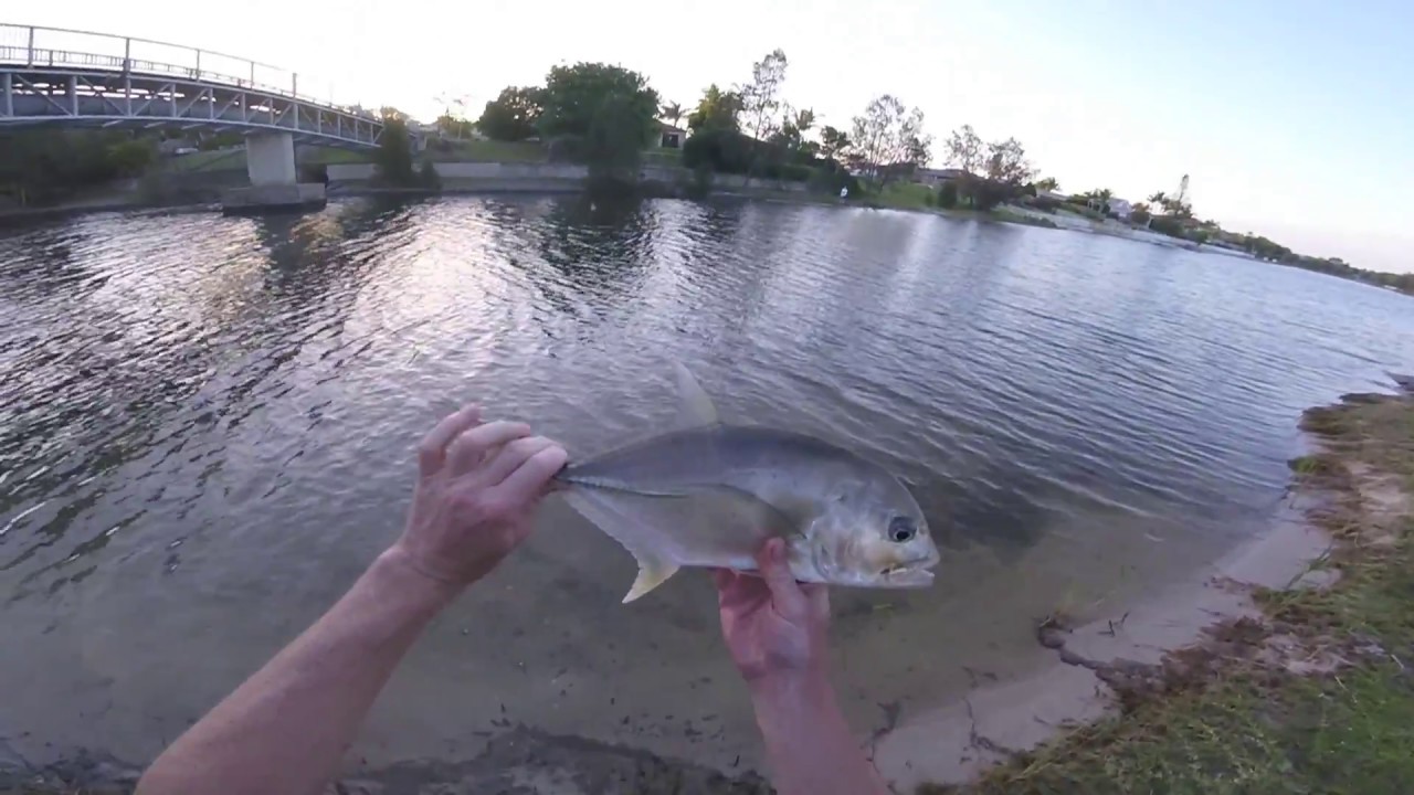 GT on Zman DieZel MinnowZ