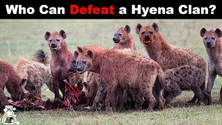 6 Animals That Could Defeat a Hyena Clan