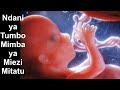Ukuaji Wa Mtoto Tumboni Kwa Mjamzito Mwenye Mimba Ya Miezi Mitatu