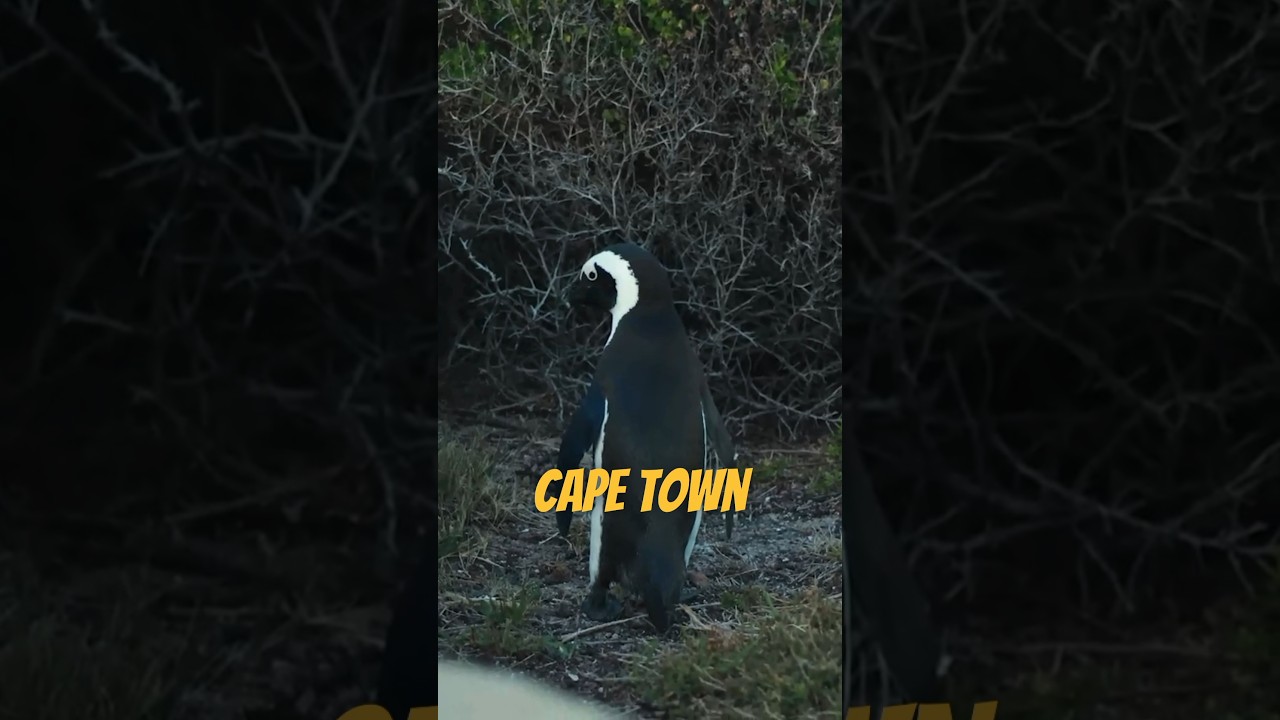 The Sad Fate Of The African Penguin