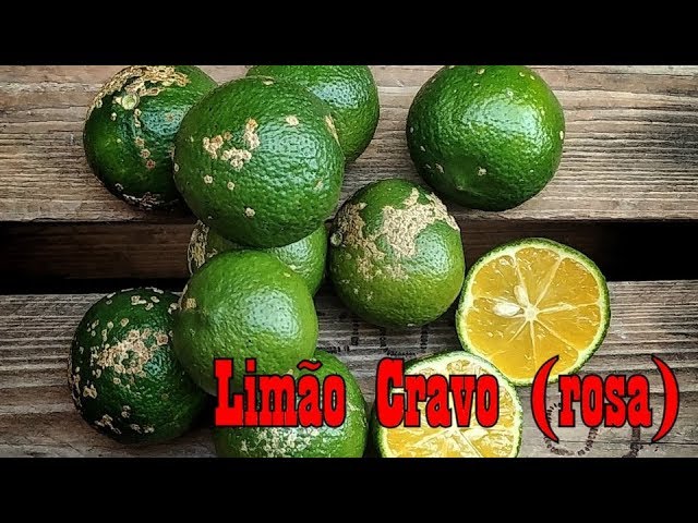 Mondini Plantas: Limão Cravo - thptnganamst.edu.vn