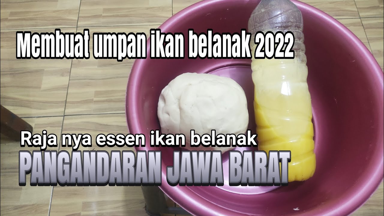 Cara membuat umpan ikan belanak 2022 daerah pangandaran jawa barat
