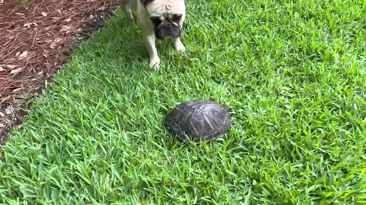 Winston Frenchie meets Georgia Turtle