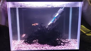 HOW TO BREED LEOPARD DANIOS FROM SPAWN TO FREE SWIMMING