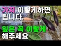 가지 쉽게 잘 키우는방법 이렇게 해주면 주렁주렁 달립니다 가지잎따기 가지곁순정리 가지 쉽게 잘 키우는방법 이렇게 해주면 주렁주렁 달립니다 가지잎따기 가지곁순정리