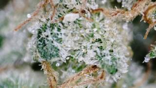 What Do Trichomes Look Like Close Up? | Weed Trichomes Magnified | Cannabis Under a Microscope