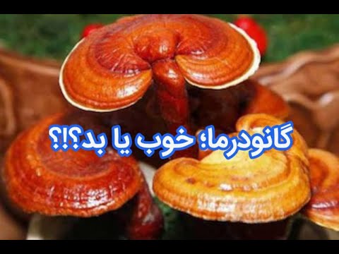 آنچه باید درباره قارچ گانودرما بدانیم 5