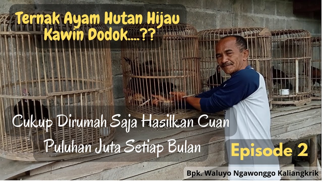 Kisah Sukses Peternak Ayam Hutan Hijau Kawin Dodok Dari Kabupaten Magelang