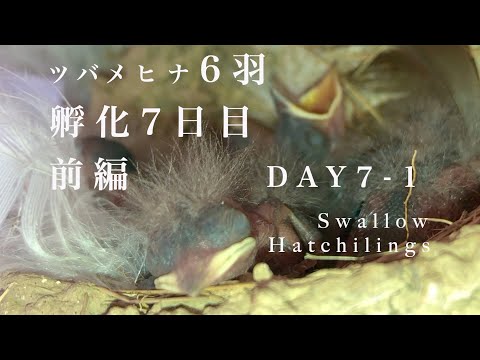 ⑦ツバメ6羽孵化7日目前編】フチに顔をかけたり壁につけたり/あっちこっち向いてお顔が見えるね/Swallow hatchlings 6 chicks in the nest! DAY 7-1
