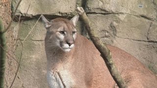 California Mountain Lion Attack: 18-year-old expected to survive attack that killed brother