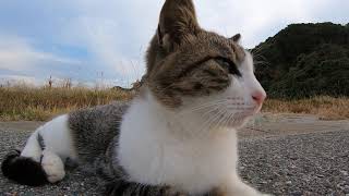 漁港の野良猫をモフモフしてきた。
