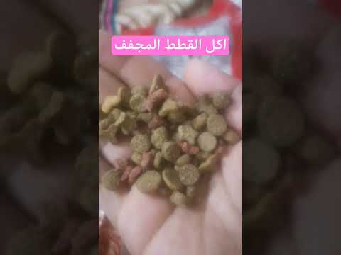 طعام القطط المجفف