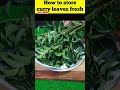 Store Curry Leaves Fresh for Days Without a Fridge 🌿