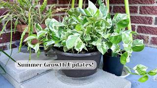 Summer growth updates | What happens when you stop procrastinating repotting! 😅