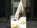 A Cute Little Orangutan Tries to Climb Onto a Tree Trunk#shorts#orangutans#funnyvideo#funnyanimals