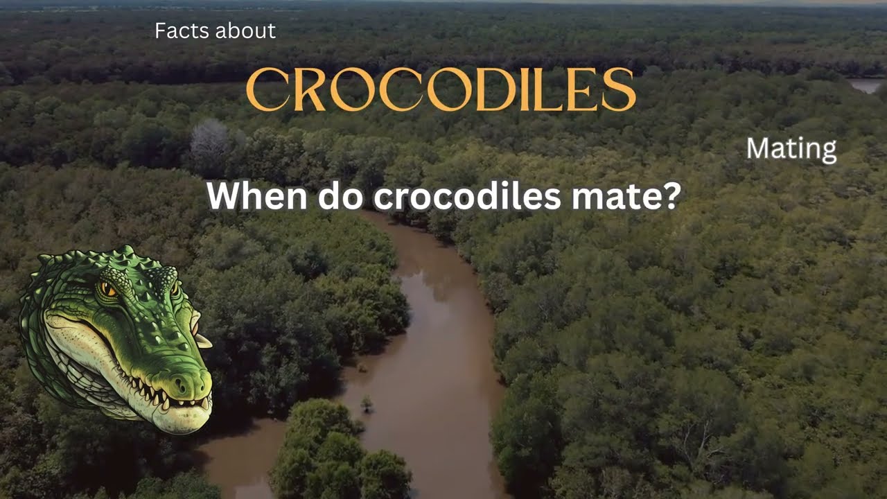 Crocodile Fact 8 - When do crocodiles mate?