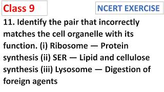 Identify the pair that incorrectly matches the cell organelle with its function CBSE Class 9 Science