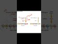 Sickle cell anaemia diagram explained #biology #neet #class12th #apbiology