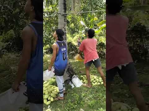 Brilliant Skills Mangoharvest Catching