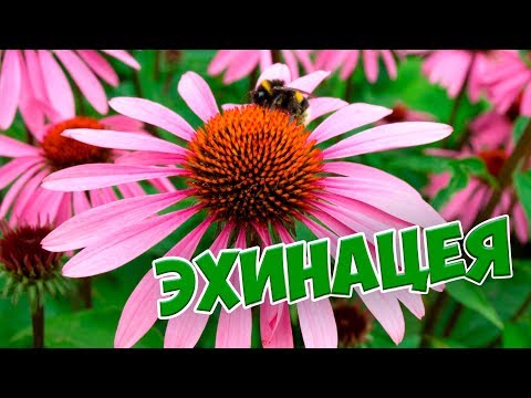 ЭХИНАЦЕЯ 🌺 Как вырастить на участке 🌺 Польза эхинацеи