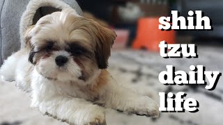 Cute Shih Tzu Puppy | Daily Life Routine Episode 3