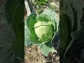 Una passeggiata nell'orto #agricolturanaturale #knf #agricolturarigenerativa  #permacultura