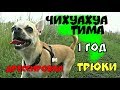 Собака чихуахуа выполняет команды!Самая умная собака!Шок!Дрессированный кобель чихуахуа!My Animals