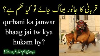 qurbani ka janwar bhag gaya  | bakra eid special | qurbani ka janwar  gum ho jai tw kya hukam hy