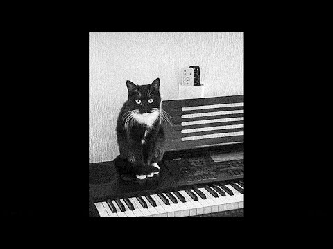 fremder - 9 leben (cat video)