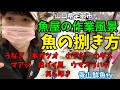 【魚の捌き方】【アジの3枚おろし】【魚屋の作業風景】うなぎ　アジ　キス　ウマズラハギ　バイ貝　本ガツオ